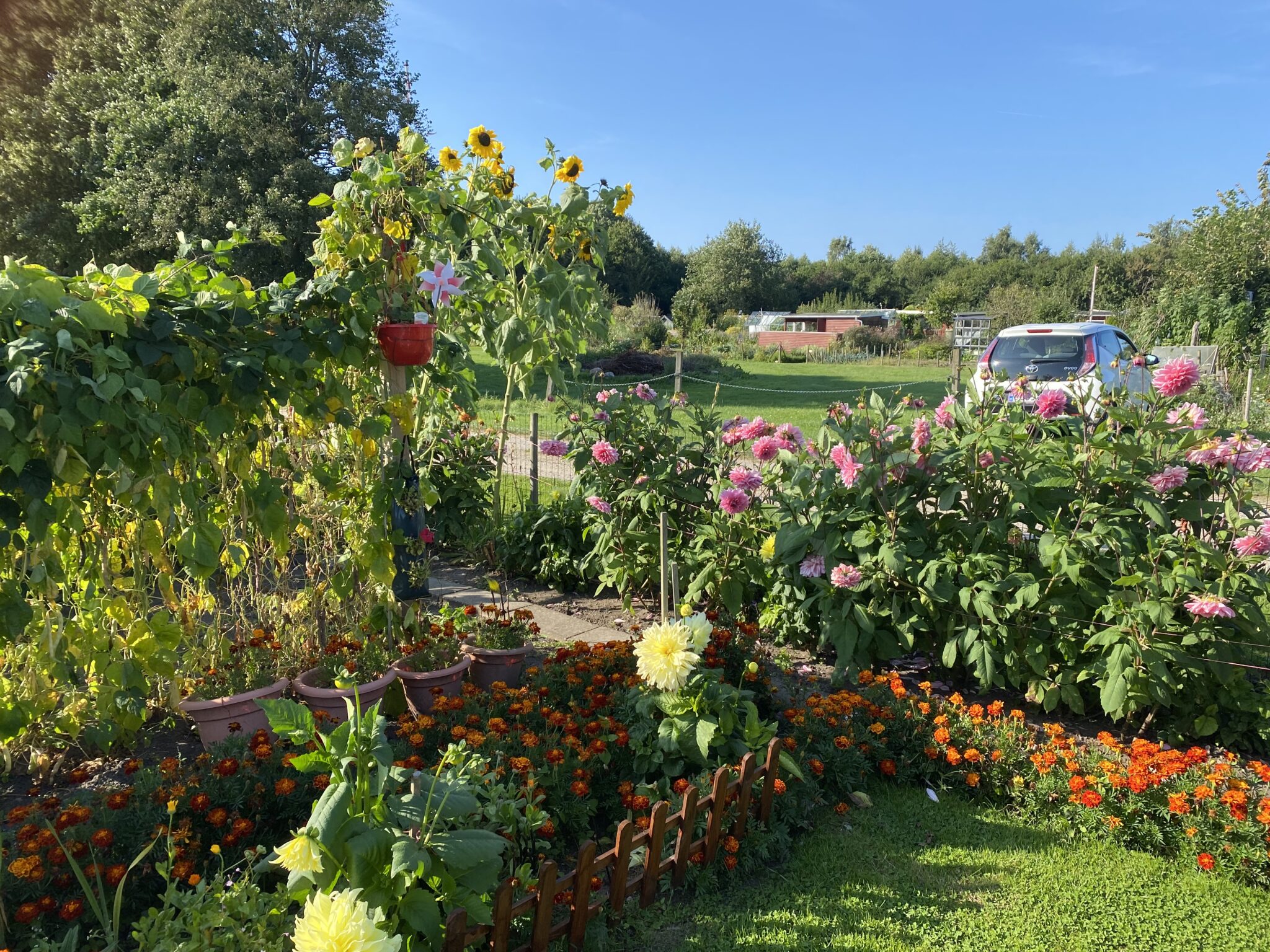 Frodig sommerhave